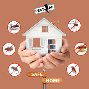 Termite Control - Pest Zap