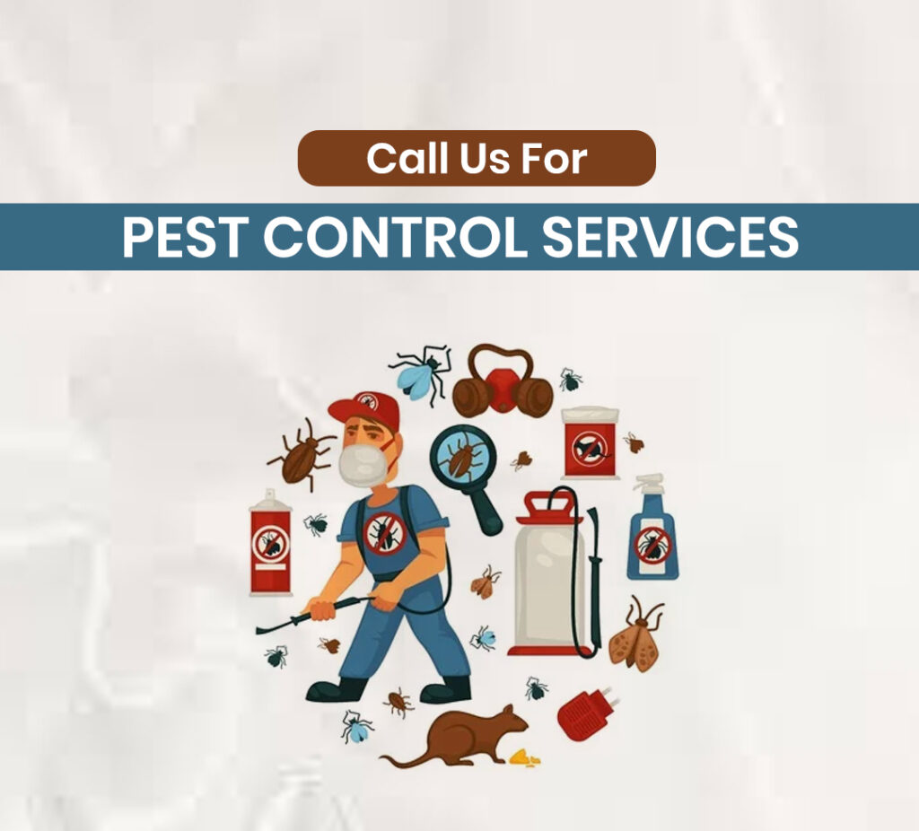 Ant Control Services In Surrey BC Canada - Pest Zap